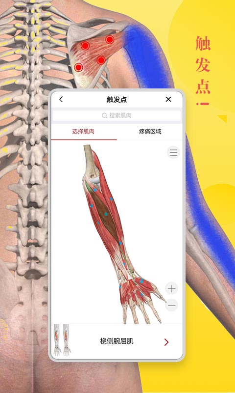 3d人体模型图3