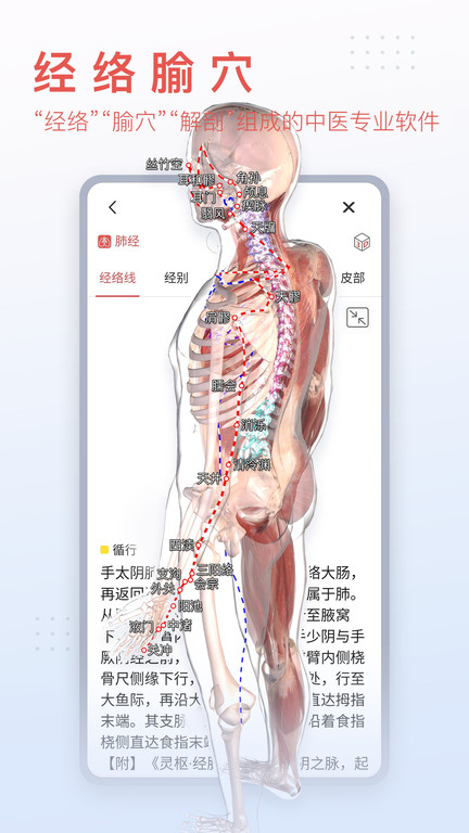 3d人体模型图2