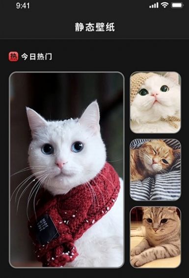 喵喵之家图2