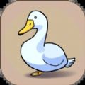 多面鹅app