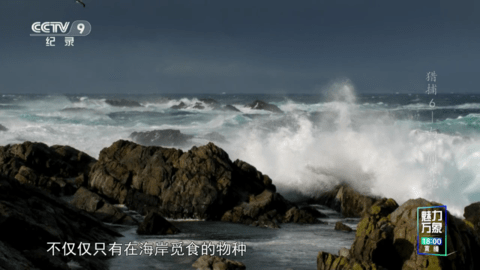 黑软凤凰Tv app图1
