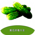 黄瓜好看大全