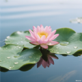 荷花壁纸
